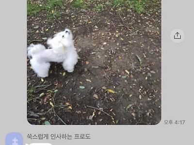 산책할땐 뽀송했던 강아지