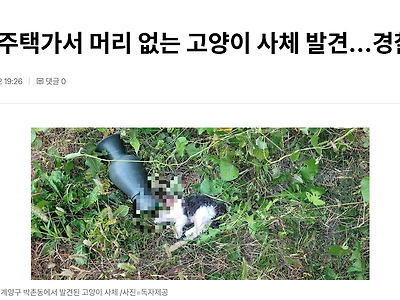 [단독] 인천 주택가서 머리 없는 고양이 사체 발견…경찰 수사