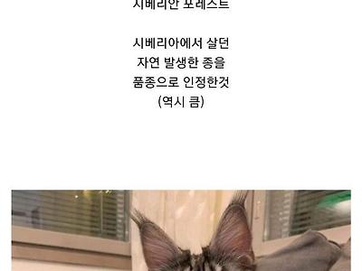 의외로 자연발생 품종인 고양이