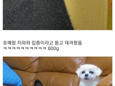 개 분양 사기 당한 멍멍이 갤러