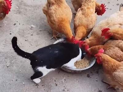 고양이 인성질