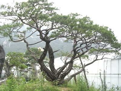 3억짜리 소나무가 하루아침에 사라졌었던 사건 