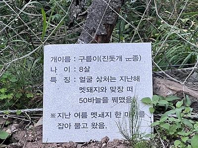 이름값 못한 댕댕이