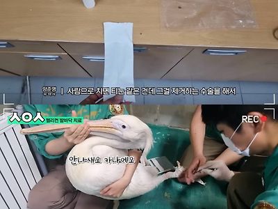 펠리컨 치료해주는 에버랜드 수의사 