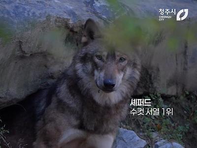 뭔가 이상한 청주 동물원 늑대 이름.jpg