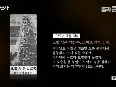 울나라에 야생 표범이 60년대까지도 있었네 