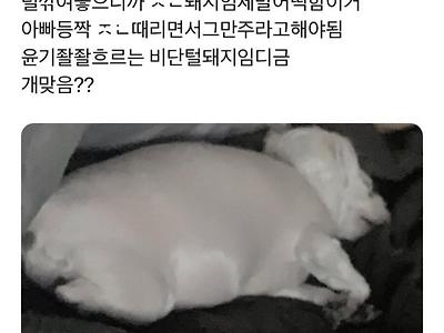 고구마 먹인 비단털돼지