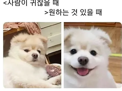 집에 강아지 있으면 다아는 표정