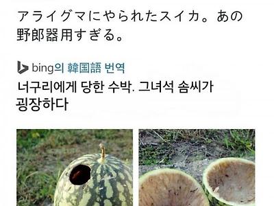 너구리가 먹고간 수박