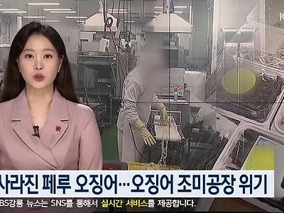 이슈) 진미채, 오징어 안주, 등등 오징어 가공류 근황 ㄷㄷ.jpg
