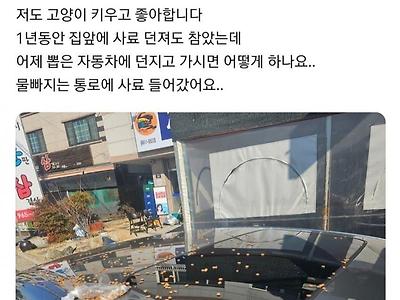 캣맘의 새로운 사료 주는 방법 ㅋㅋㅋㅋㅋ