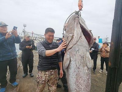 제주에서 '전설의 심해어' 183㎝ 초대형 돗돔, 낚시로 잡혀