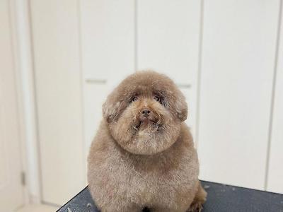 미용 맡겼더니 푸근해진 댕댕이