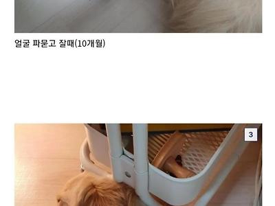 애착선반에서 자는 골든리트리버