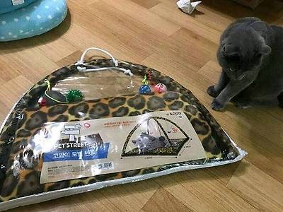 고양이 집 사준 후기