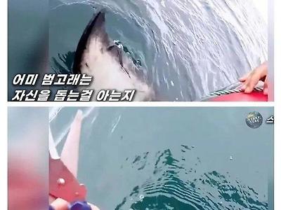 도움 받은 범고래의 보답