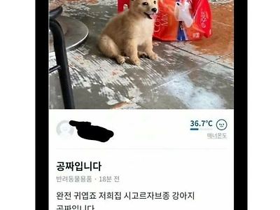 당근마켓에 올라온 공짜 시골 강아지.jpg