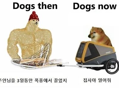 옛날 개와 요즘 개.jpg