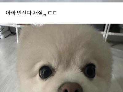 강아지 회사 데리고 갔다가 무수히 많은 악수의 요청이 들어온 사람