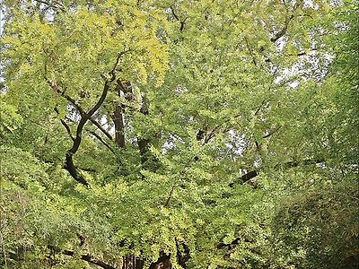 이번 산불로 전소된 600년된 하동 은행나무