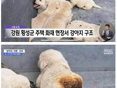 화재현장에서 구조된 인절미.jpg
