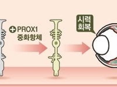떨어진 시력도 회복 가능.. 세계최초로 망막 재생 성공 