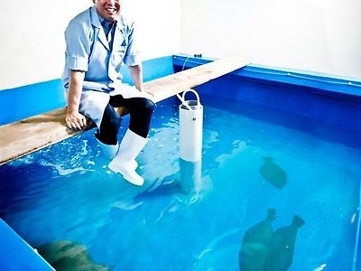 한국에서 광어가 국민 횟감이 된 이유 