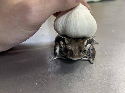 [동물] 	        이상해씨 코스프레