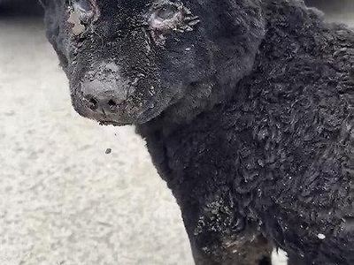 "사람 맞냐, 천벌 받아"…산불 피해견 먹을 사료 훔쳐가