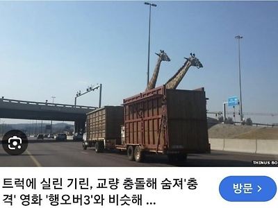 기린이 죽는 이유