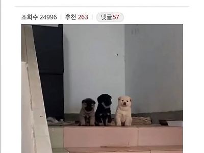 시골집 왔는데 삼대장 만남 ㄷㄷ 