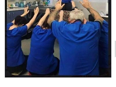 고양이에게 절 올리는 수의사들
