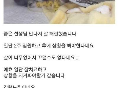 (약혐) 길고양이가 다쳐서 치료해준 사람