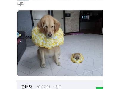 강아지 넷카라 후기