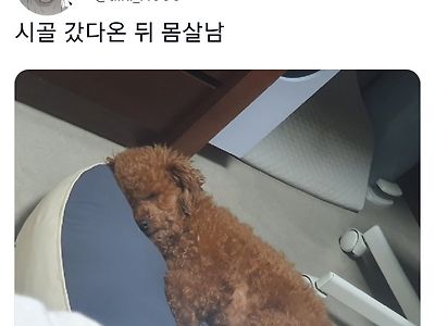 명절보내고 주인보다 더 피곤해하는 반려동물들