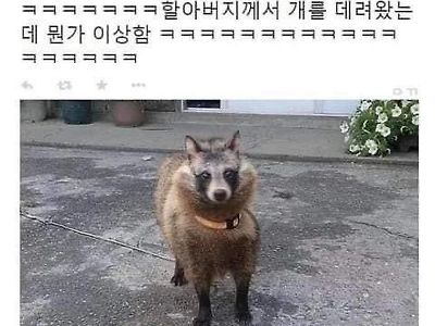 할아버지가 강아지를 데려오셨는데 뭔가 이상함