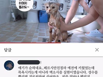 고양이 목욕영상에 달린 댓글