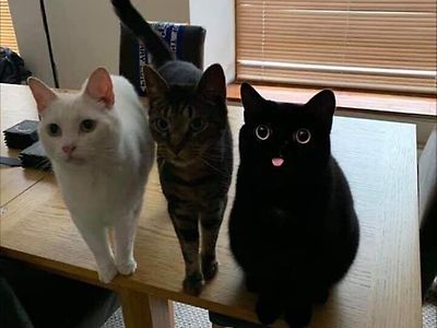 고양이 , 고양이 , 고양...이..?