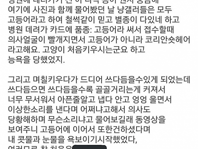 고양이 처음 키워본 사람 후기