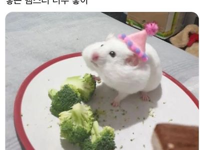 생일 선물을 받은 햄스터.jpg