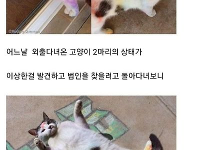 고양이 몸에 그려진 낙서들