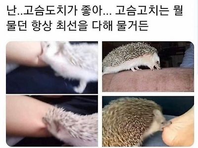 난 고슴도치가 좋아