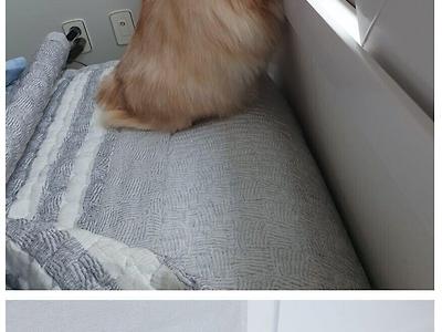 고양이 때문에 집에 불난 디씨인 후기.jpg