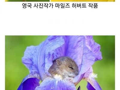 꽃속에 사는 쥐