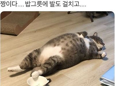 이젠 인간 고양이