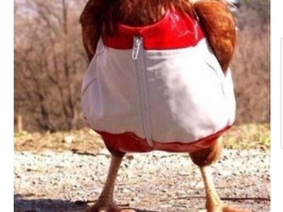닭이 작은 옷을 입으면?