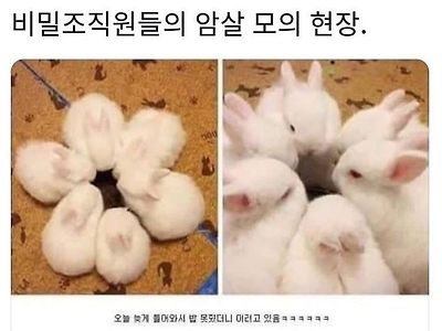 토끼 밥을 늦게 챙겨주자 생긴 일