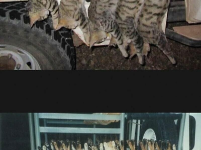 길냥이를 박멸한 호주에게 닥친 결과