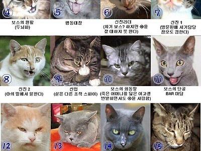 와꾸 살벌한 고양이 조직의 세계