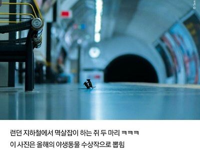 BBC 야생 동물 사진 수상작